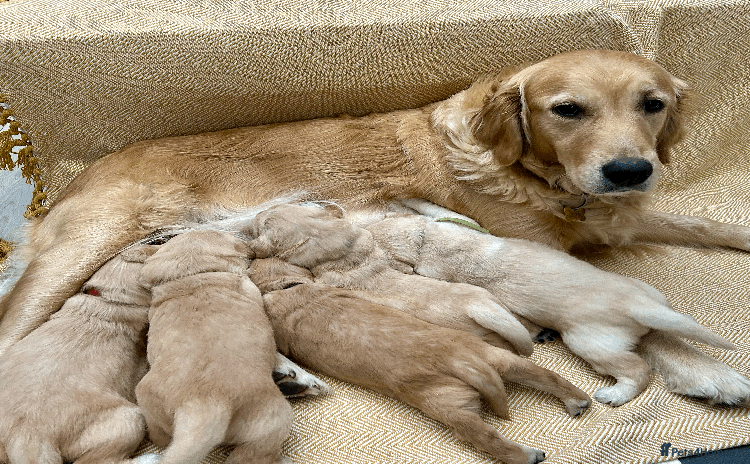Golden Retriever dogs - Advert 2
