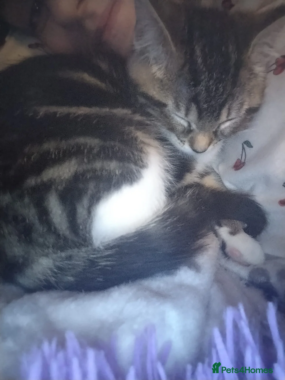 Ragdoll cats for sale: Tabby ragdoll x - Advert 3