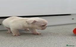 French Bulldog dogs for sale: French bulldog puppies  - Advert 16