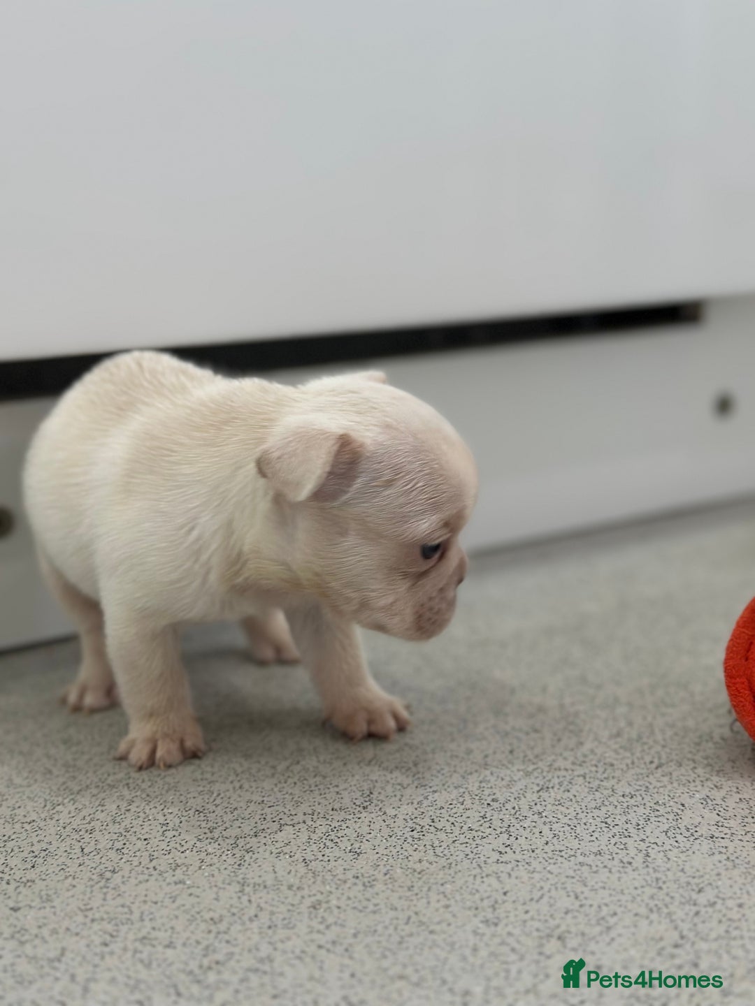 French Bulldog dogs for sale: French bulldog puppies  - Advert 16