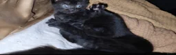 Bombay cats for sale: Adorable Black Kittens – Ready Now 🐾 in Cardiff - Advert 5