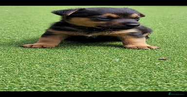 Jack Russell dogs in Dagenham - Advert 6