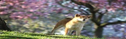 Japanese Shiba Inu dogs for sale: Kc registered Shiba Inu  - Advert 5