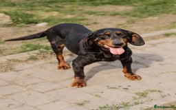 Mixed Breed dogs for adoption: 💖🐶 LEANA 🐶💖 - Image 10