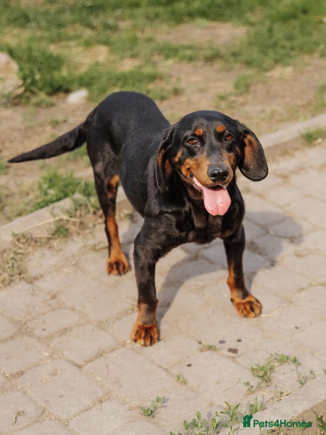 Mixed Breed dogs for adoption: 💖🐶 LEANA 🐶💖 - Image 10