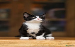 Maine Coon cats for sale: Beautiful Maine Coon X Kittens - Image 20