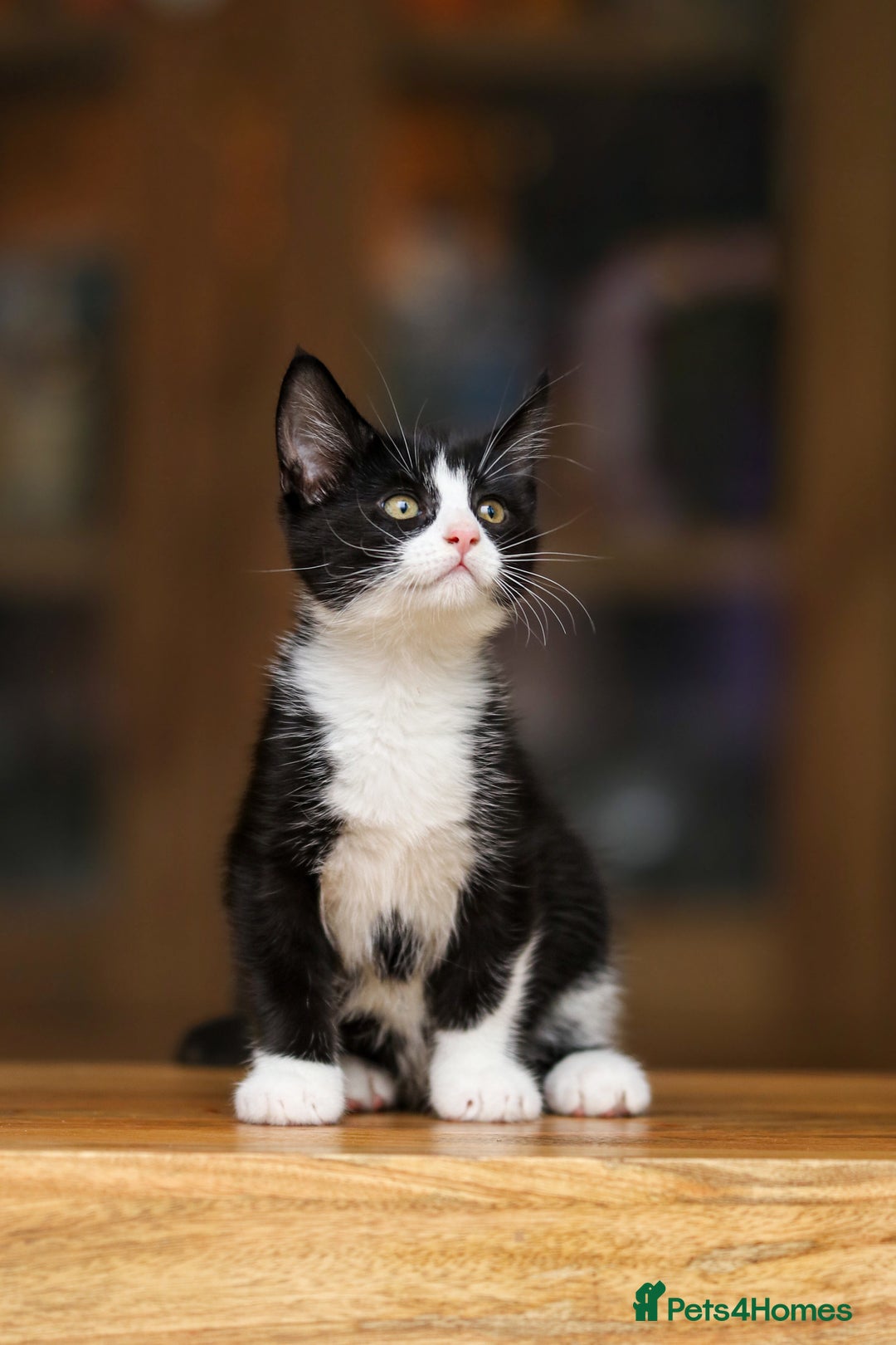 Maine Coon cats for sale: Beautiful Maine Coon X Kittens - Image 20
