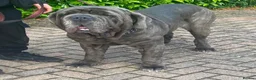 Neapolitan Mastiff dogs for sale: Creed the cute Neapolitan mastiff - Advert 3