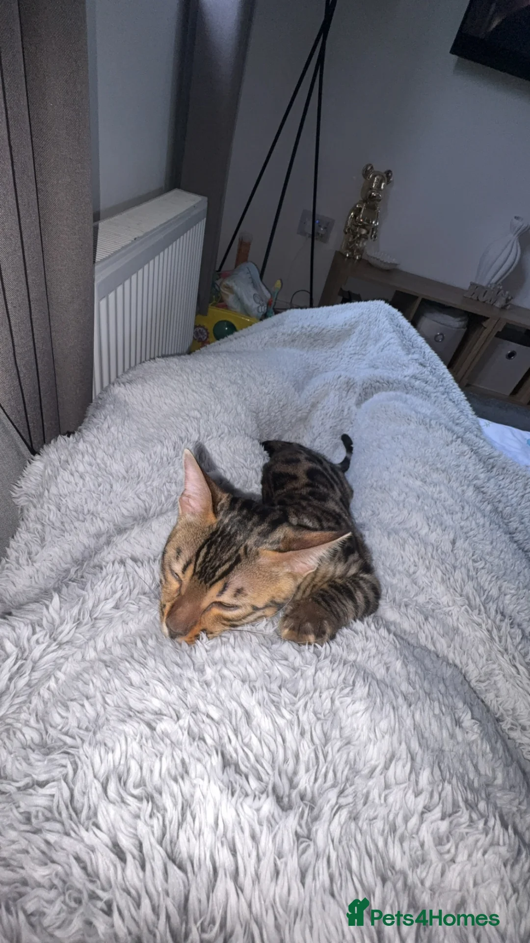 Bengal cats for sale: Female Bengal Kitten for rehoming - Advert 2