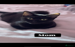 Mixed Breed cats for sale: 4 beautiful girls - Image 10