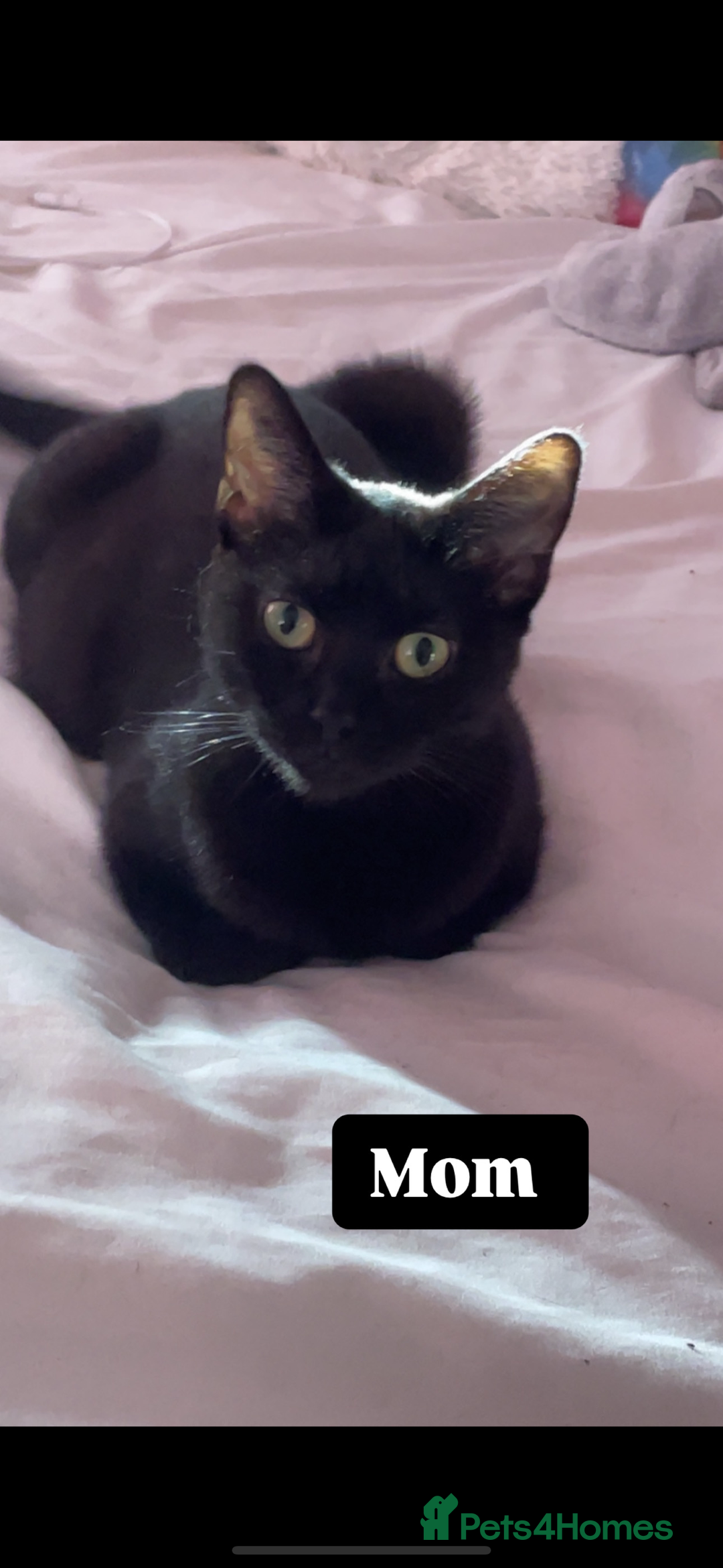 Mixed Breed cats for sale: 4 beautiful girls - Image 10