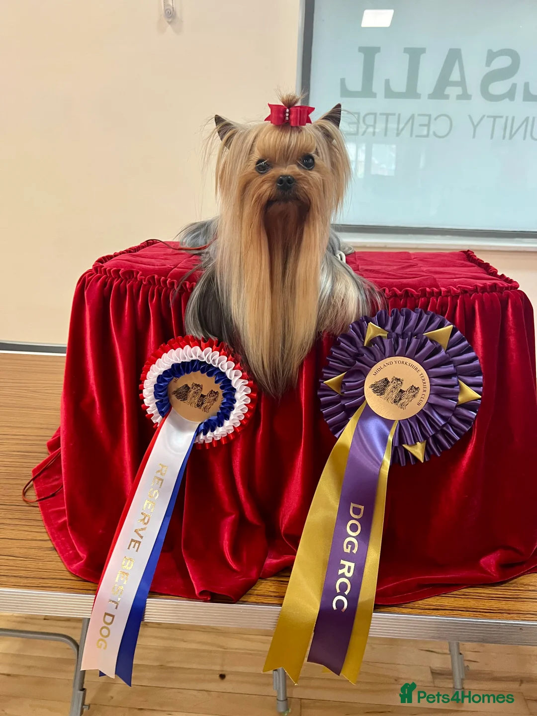 Yorkshire Terrier dogs for stud: Super small Yorkie with short muzzle DNA tested in Sheffield - Advert 8