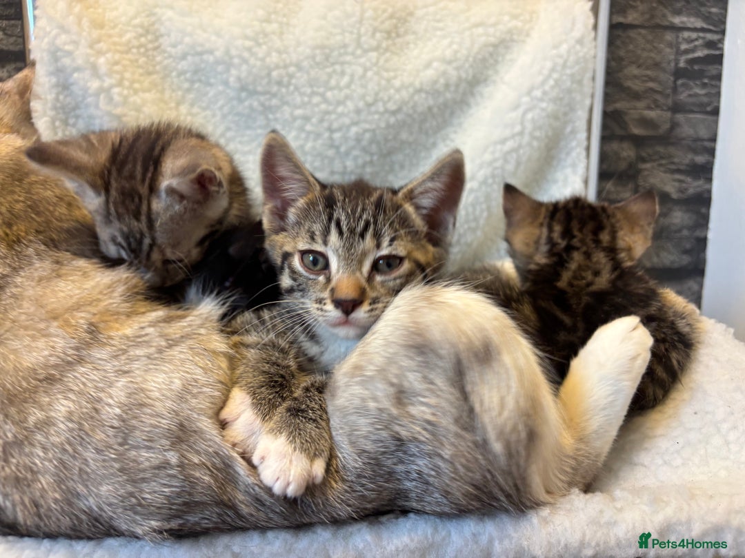 Scottish Fold cats for sale: Adorable Scottish Straight Kittens 💞 - Image 11