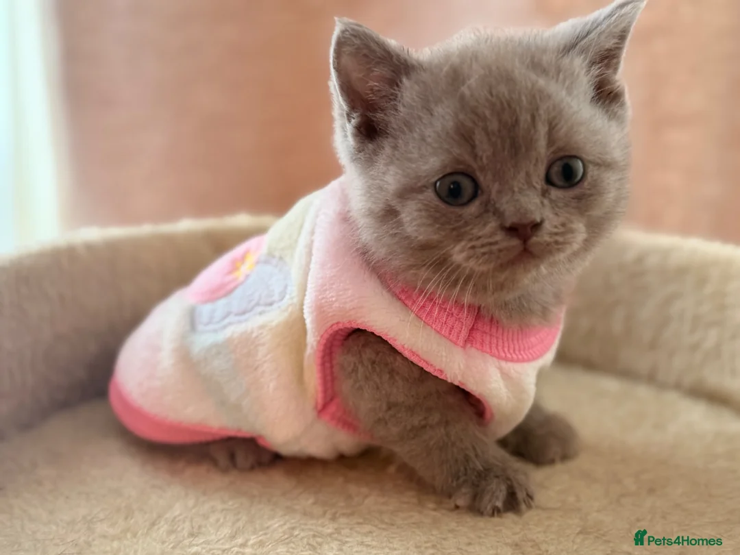 British Shorthair cats for sale: Lilac female British short hair - Advert 1