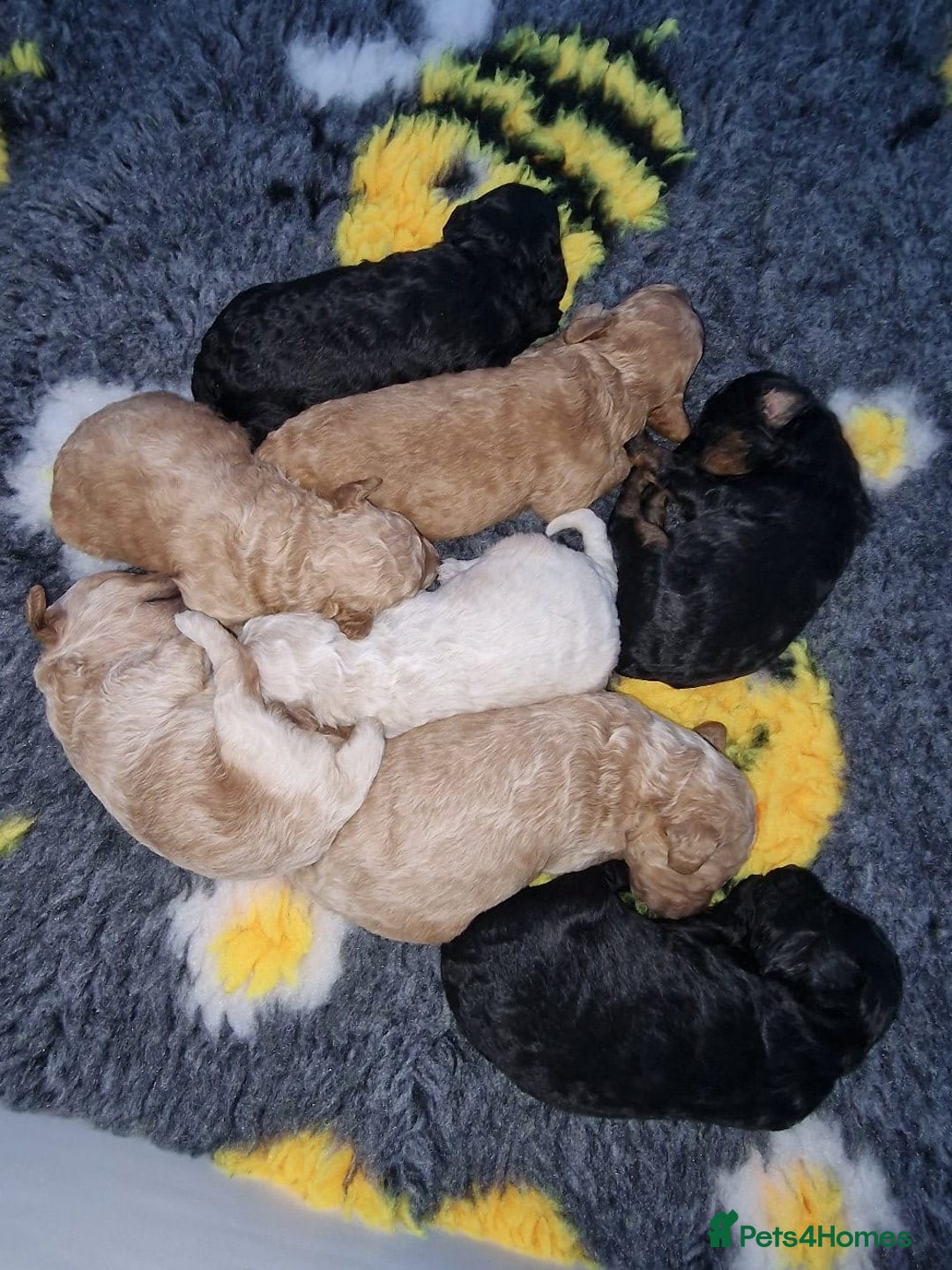 Toy Poodle dogs for stud: Black Phantom Toy Poodle PROVEN - Advert 22