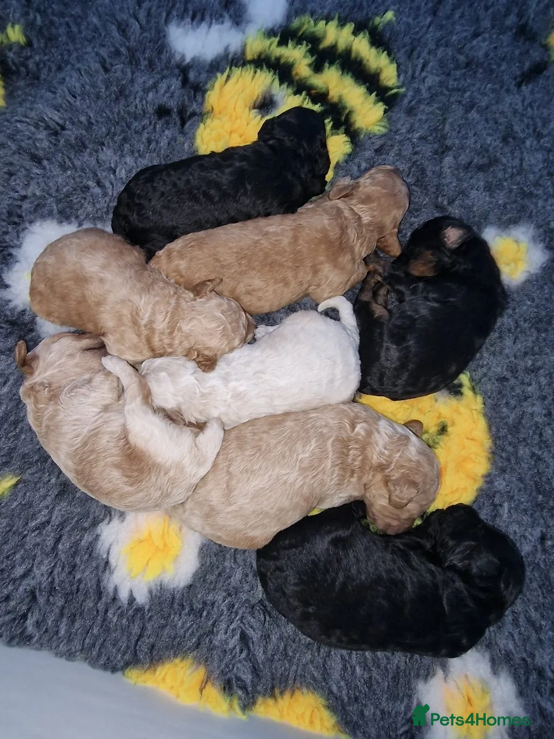 Toy Poodle dogs for stud: Black Phantom Toy Poodle PROVEN - Advert 22