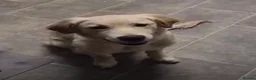 Golden Retriever dogs for sale: Golden Retriever female - Advert 1