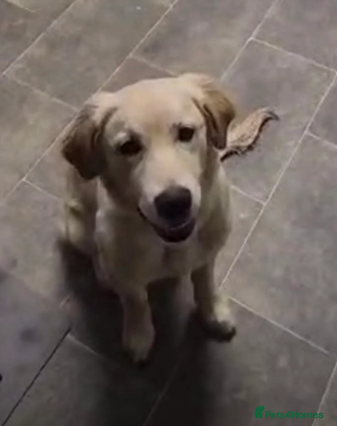 Golden Retriever dogs for sale: Golden Retriever female - Advert 1