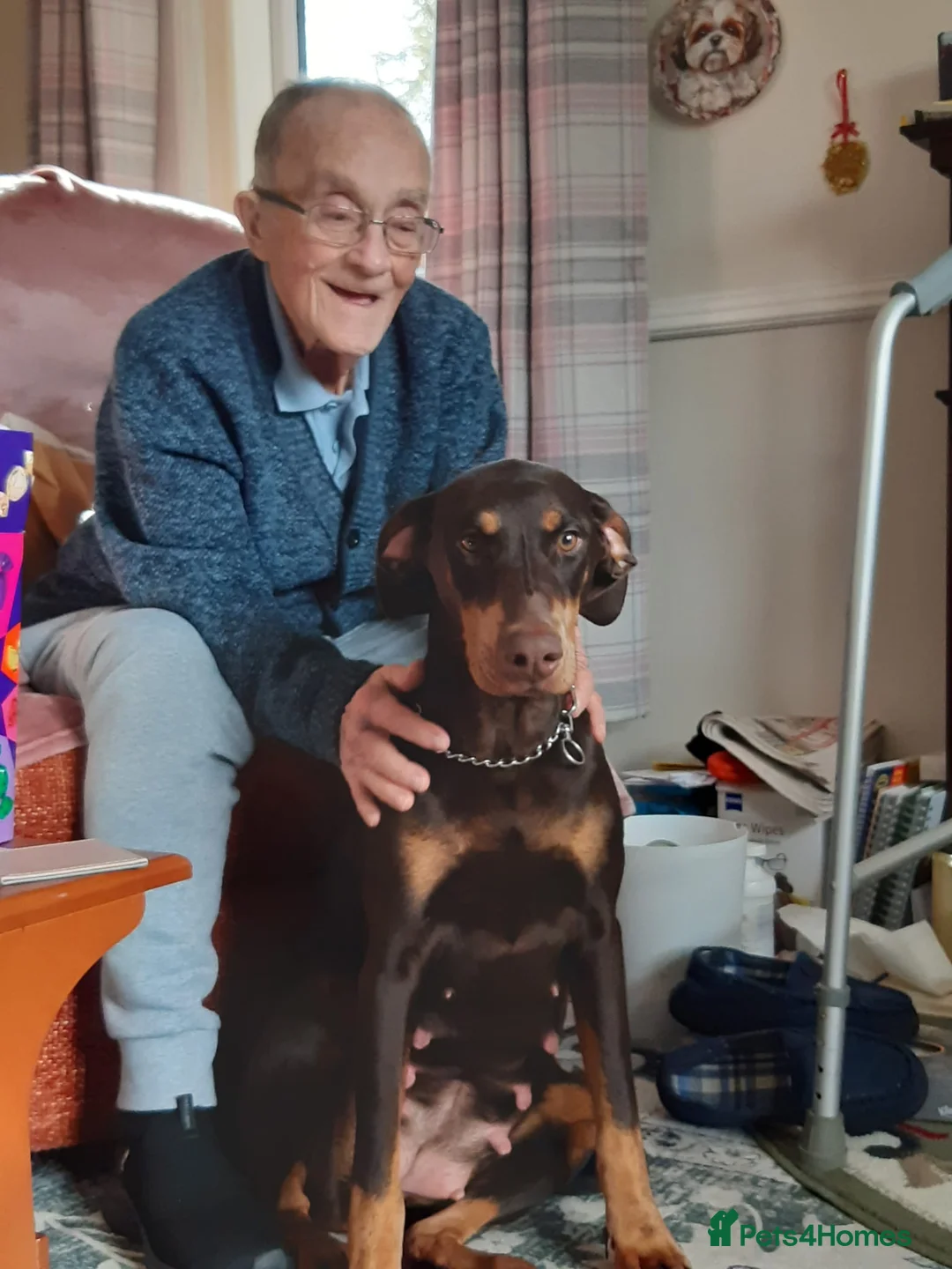 Dobermann dogs for sale: Doberman puppies  in Bathgate - Advert 1