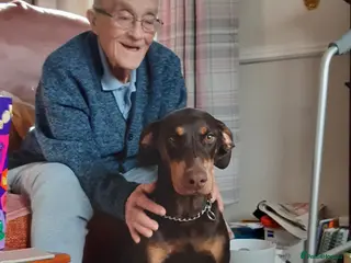 Dobermann dogs Doberman puppies - Advert 1