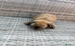 Mini Lop rabbits for sale: Mini lop - Image 8