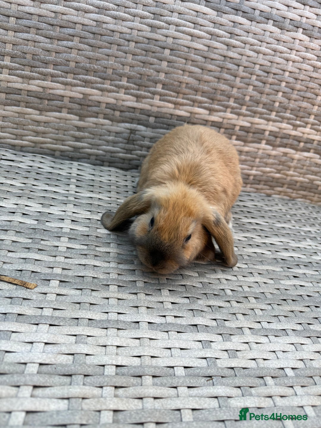 Mini Lop rabbits for sale: Mini lop - Image 8