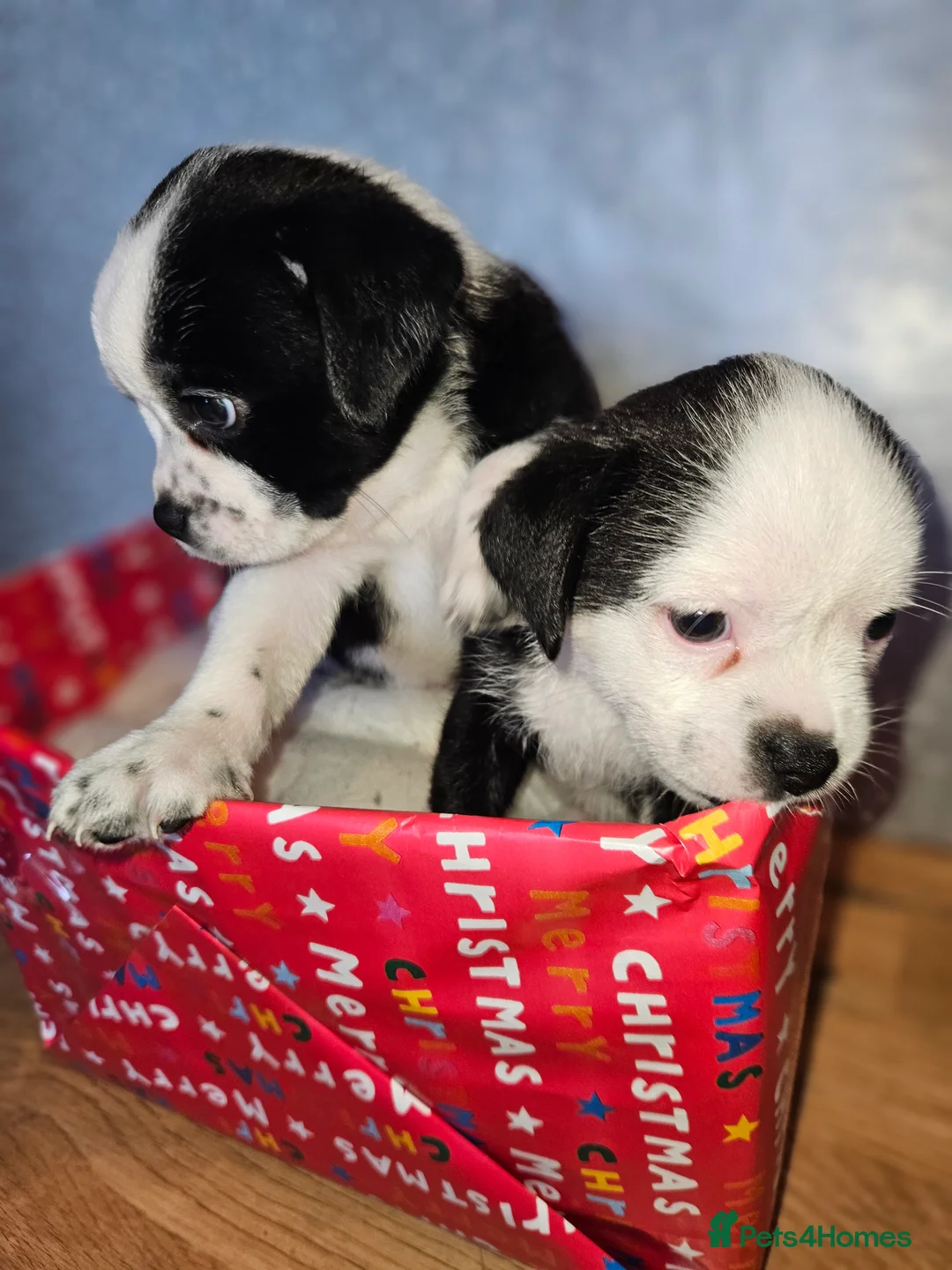 Mixed Breed dogs for sale: Pug x staff & pug x staff x chihuahua puppies  - Advert 16