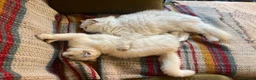 British Shorthair cats for sale: Silver shaded British shorthair female Kiwi in ELY - Advert 2