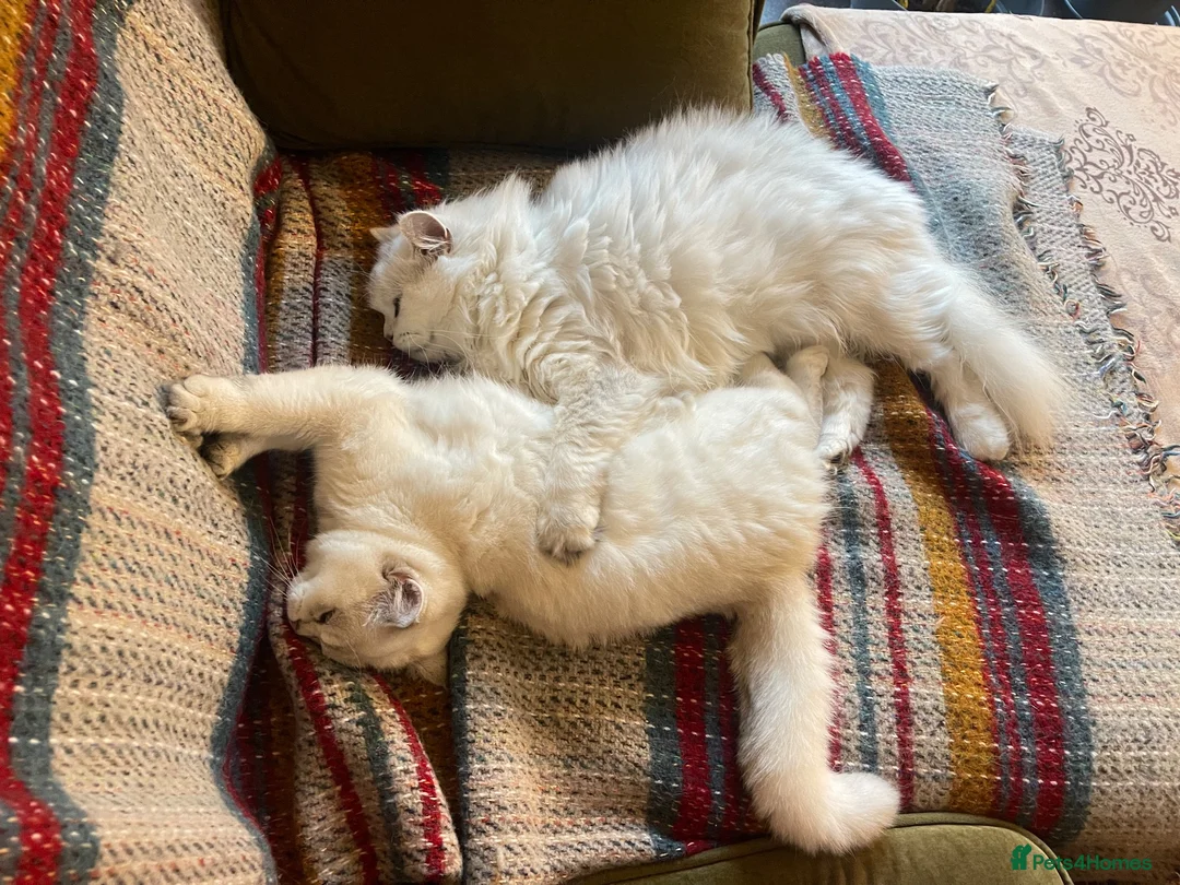 British Shorthair cats for sale: Silver shaded British shorthair female Kiwi in ELY - Advert 2