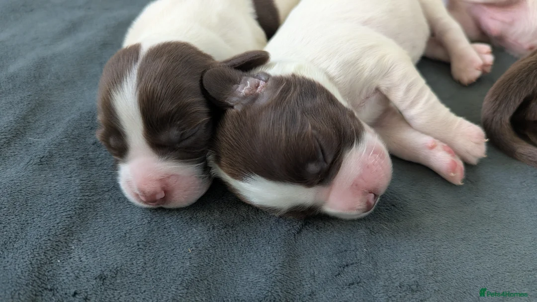 Sprocker dogs for sale: Sprocker Puppies - Cocker x Springer Spaniel - Advert 1