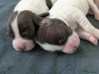 Sprocker dogs Sprocker Puppies - Cocker x Springer Spaniel - Advert 3