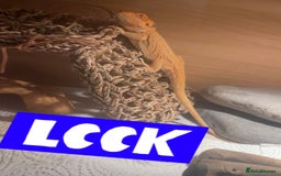 Bearded Dragon reptiles for sale: Boy Bearded Dragon  - Advert 7