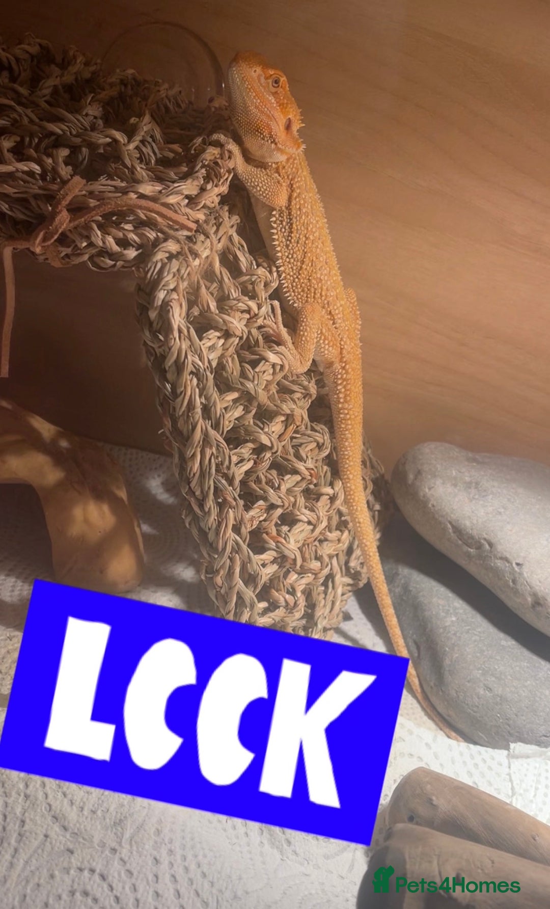 Bearded Dragon reptiles for sale: Boy Bearded Dragon  - Advert 7