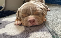 Olde English Bulldogge dogs for sale: Stunning Litter of OldTyme English Bulldogge!!💖💙 - Image 5