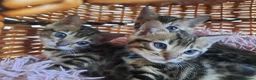 Bengal cats for sale: Absolutely Stunning litter, TICA reg Bengal Cubs  in Bexleyheath - Advert 8
