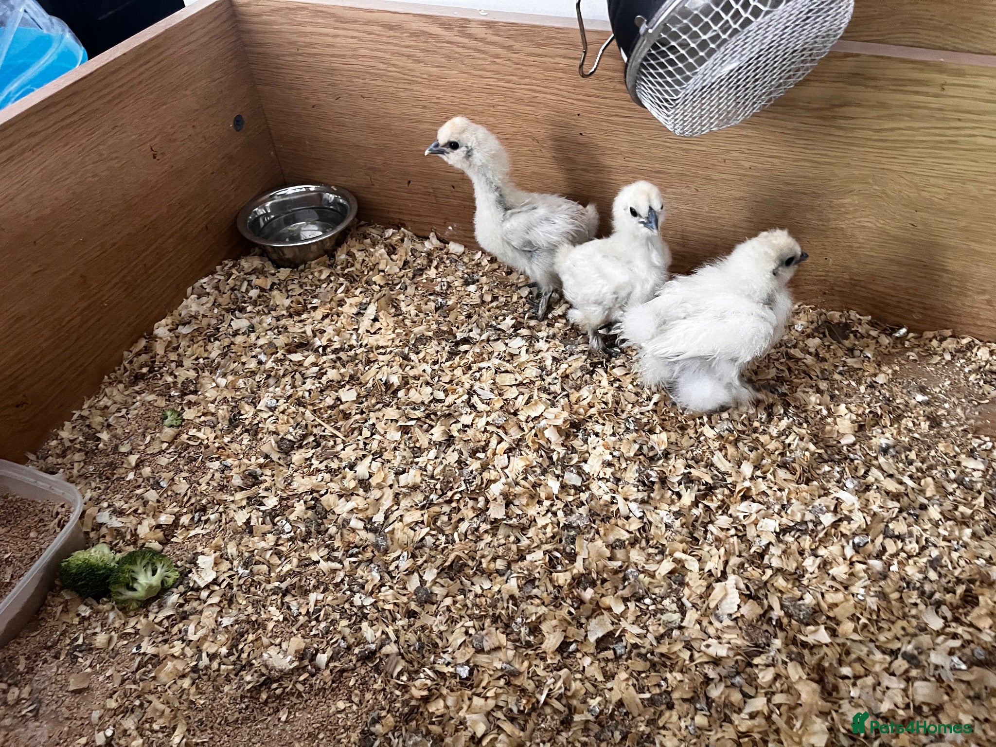 Chickens poultry Silkies - Advert 8