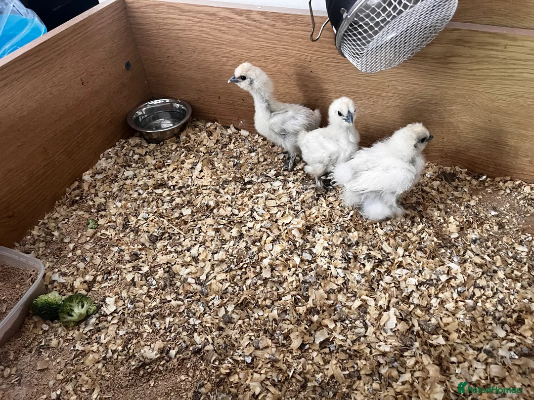 Chickens poultry for sale: Silkies - Advert 1