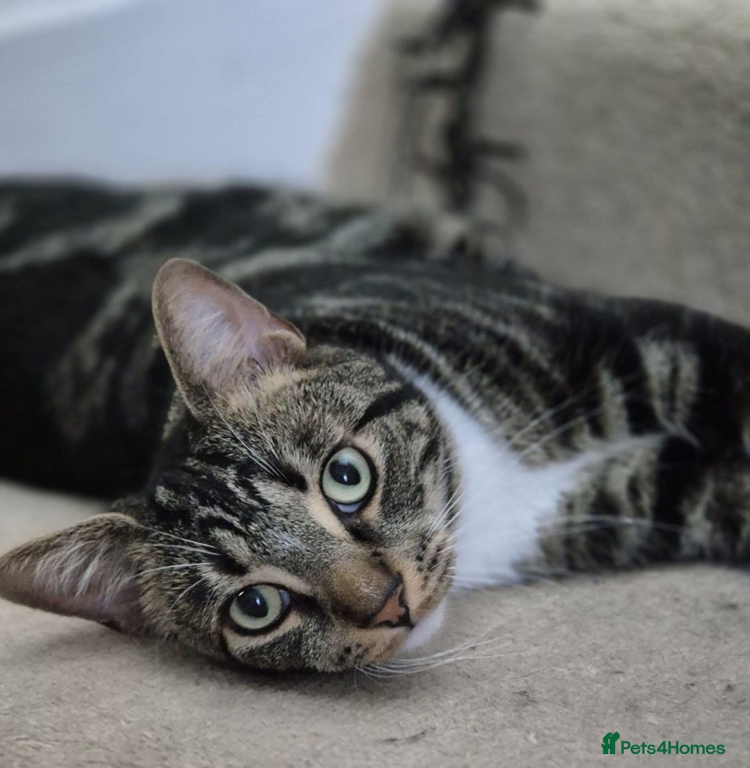 Domestic Shorthair cats for sale: Sonic and buffy  - Advert 1