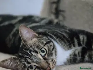 Domestic Shorthair cats Sonic and buffy - Advert 10