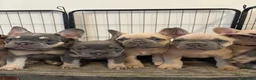 French Bulldog dogs for sale: KC French bulldog puppies - Advert 3