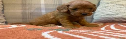 Cockapoo dogs for sale: Beautiful Litter of F1 Toy Cockapoo Puppies - Advert 16