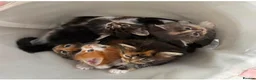 Maine Coon cats for sale:  Maine Coon Kittens  - Advert 2