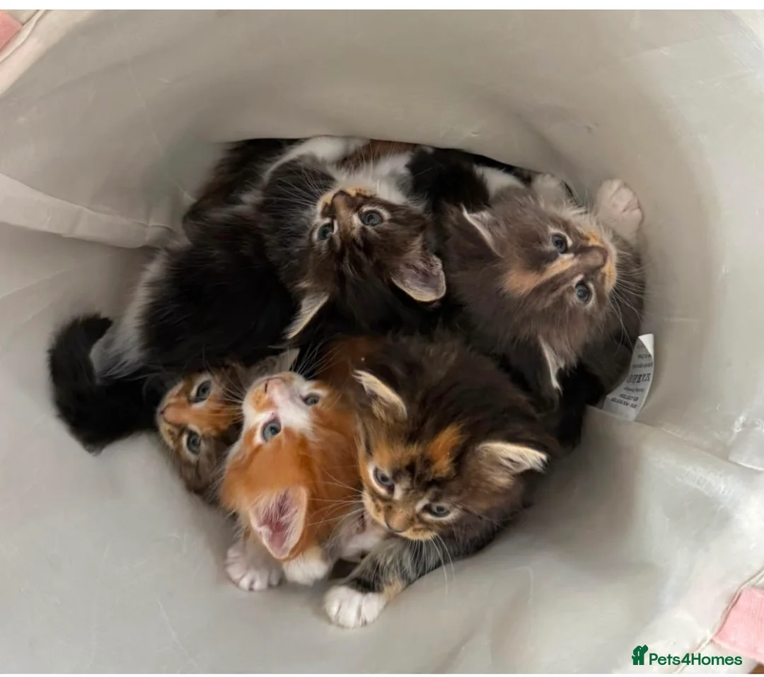Maine Coon cats for sale:  Maine Coon Kittens  - Advert 2