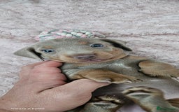 Miniature Dachshund dogs for sale: Silver and Tan Miniature Dachshunds  - Image 6