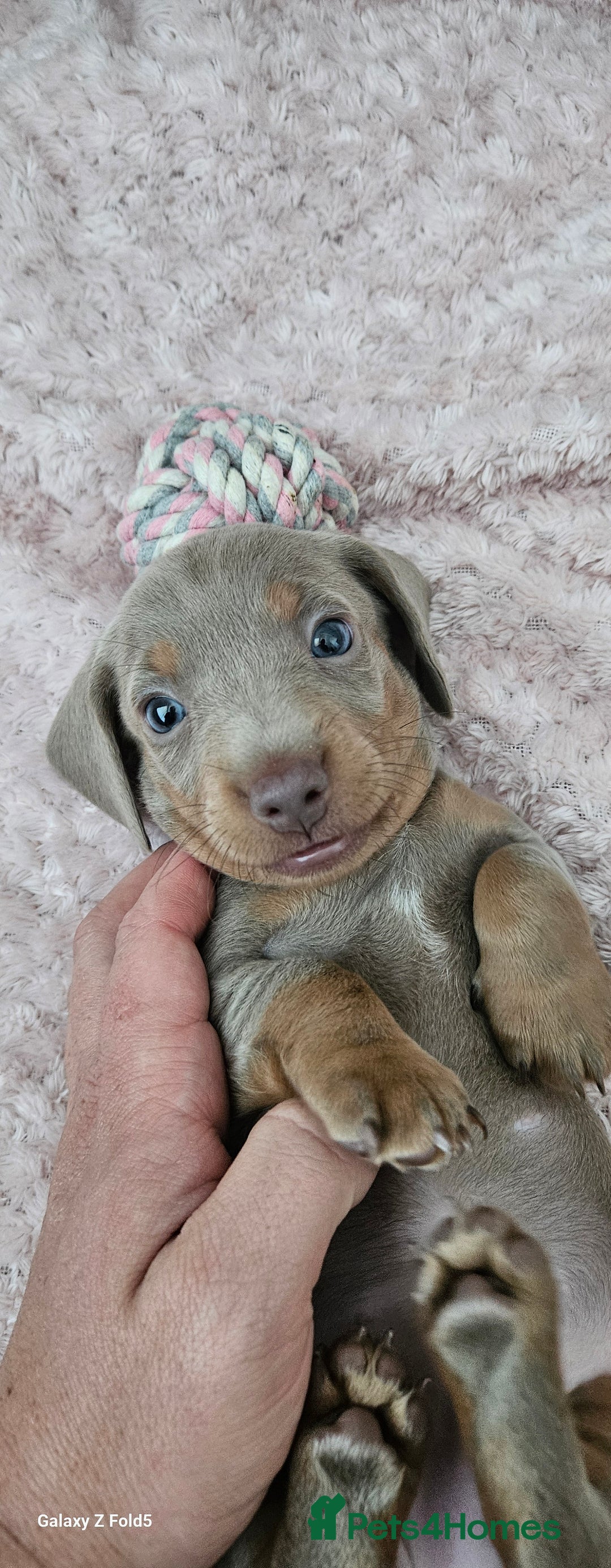 Miniature Dachshund dogs for sale: Silver and Tan Miniature Dachshunds  - Image 6