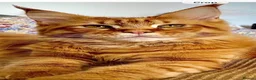 Maine Coon cats for sale: Stunning maine coon kittens xl excellent quality  - Advert 4