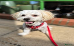 Maltese dogs for stud: Maltichon stud, 2 years old - Image 6