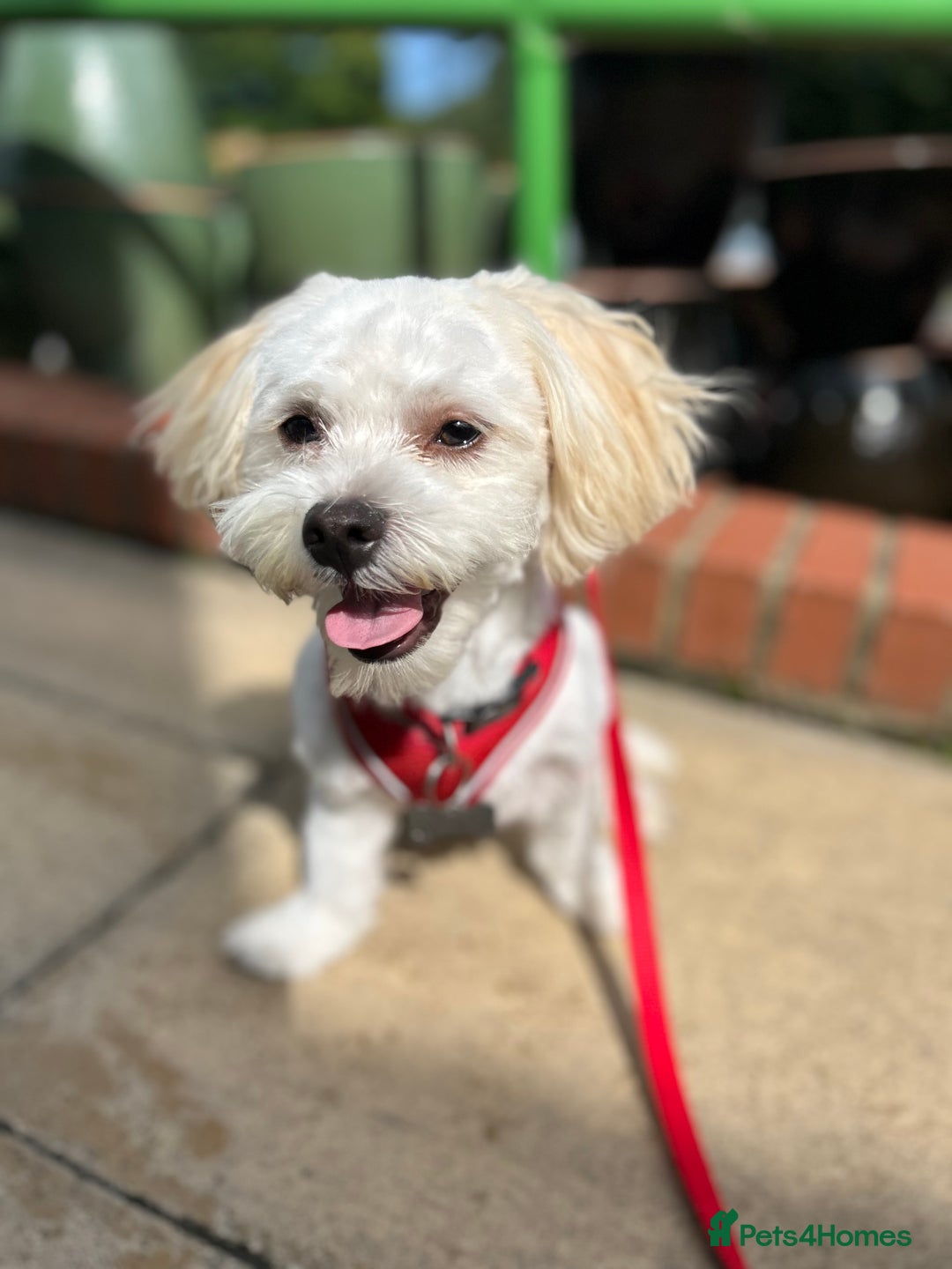 Maltese dogs for stud: Maltichon stud, 2 years old - Image 6