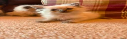 Ragdoll cats for sale: Beautiful Ragdol Kittens - Advert 15