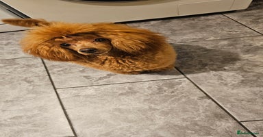 Toy Poodle dogs - Advert 3